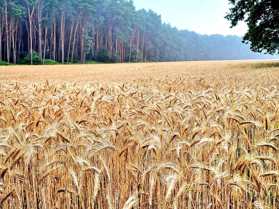 Landschaft im Feriengebiet Sieverings Beel im Emsland mit Blick ins Grüne