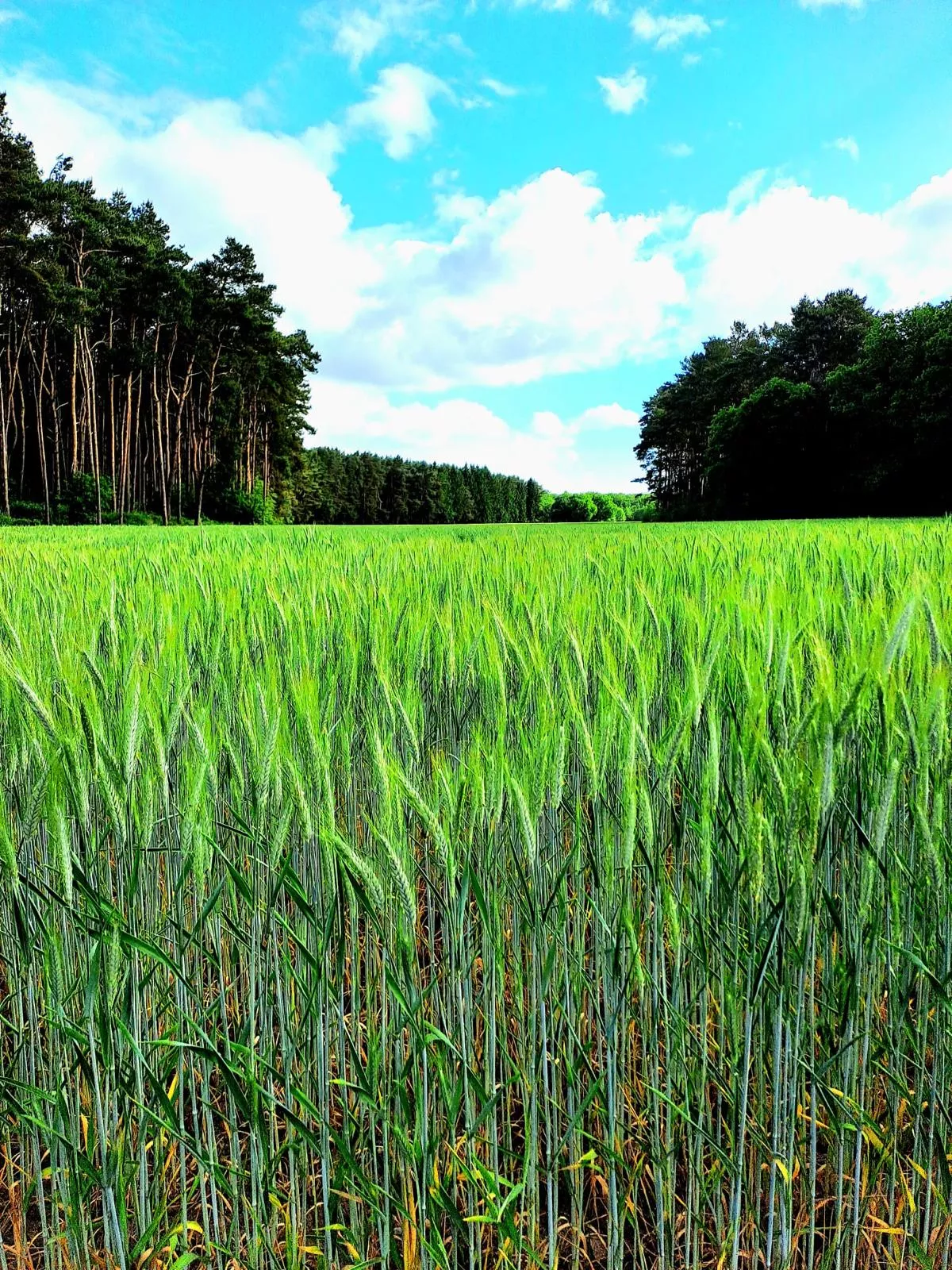 Naturnahe Umgebung im Feriengebiet Sieverings Beel